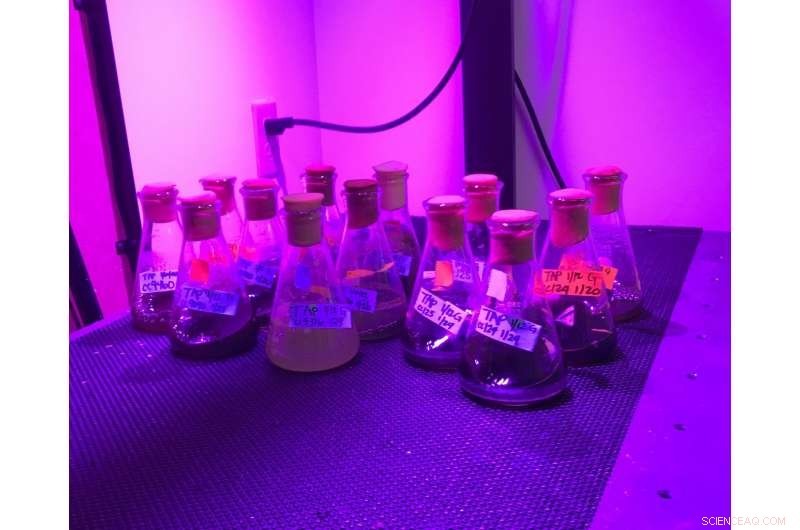 Biologist Develops Eco-Friendly Beads to Reduce Mardi Gras Plastic Waste