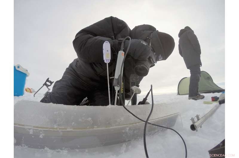 Arctic Sea Ice Algae Blooms Thrive in Near‑Zero Light: New World Record