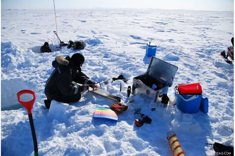 Arctic Sea Ice Algae Blooms Thrive in Near‑Zero Light: New World Record