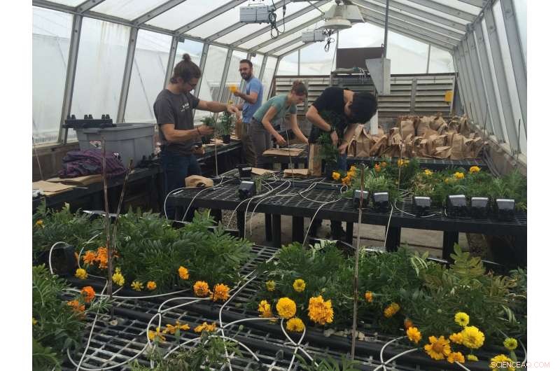 Biochar as a Sustainable Alternative to Peat Moss in Greenhouse Production