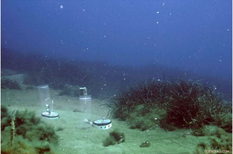Assessing the Impact of CO₂ Leakage on Seabed Integrity