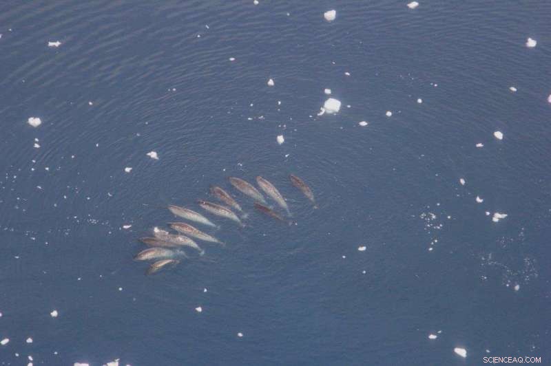 Groundbreaking Research Unveils the Secret Lives of Narwhals