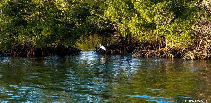 How Mangroves Safeguard Coasts, Sequester Carbon, and Thrive Amid Climate Change