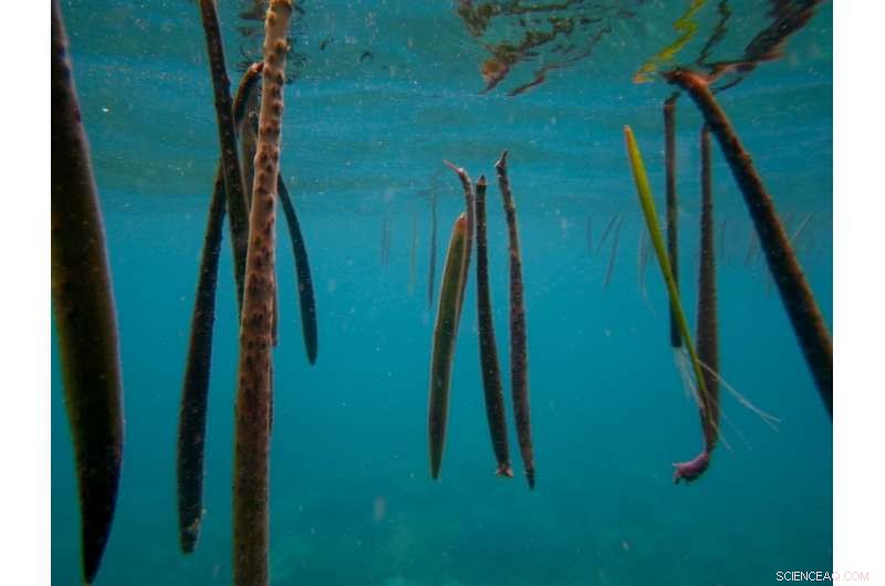 How Mangroves Safeguard Coasts, Sequester Carbon, and Thrive Amid Climate Change