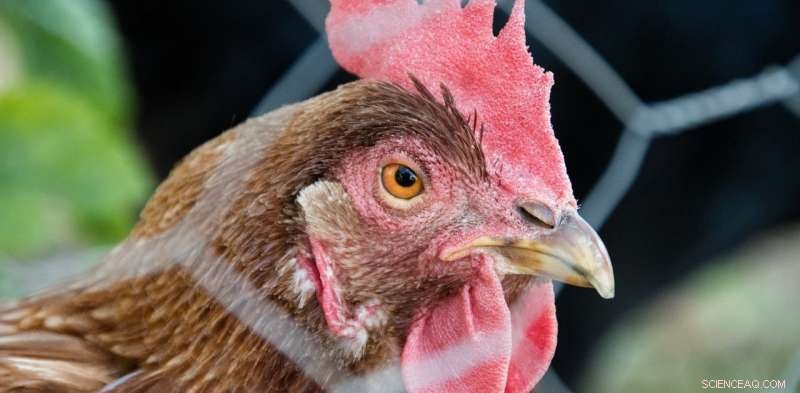 Why Governments Fail to Protect Chicken Welfare: A Call for Independent Standards