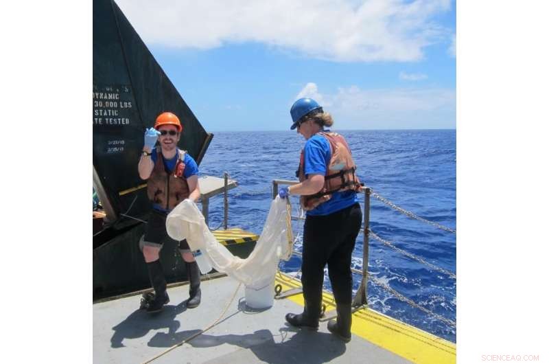 Unveiling the Microbiome of Oceanic Cyanobacteria: Insights into Marine Life