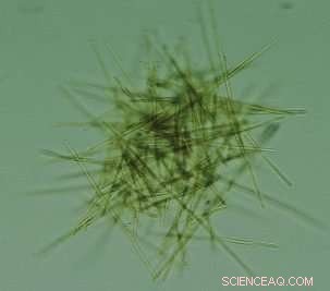 Unveiling the Microbiome of Oceanic Cyanobacteria: Insights into Marine Life