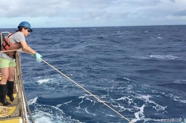 Unveiling the Microbiome of Oceanic Cyanobacteria: Insights into Marine Life