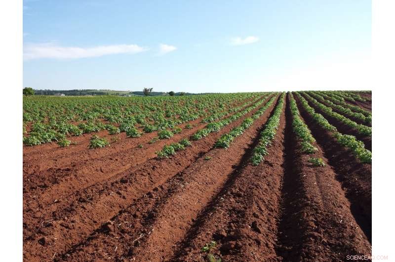 Cross‑Cultural Farming Practices: Reviving Soil Health Together