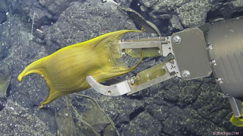 Deep-Sea Fish Harness Hydrothermal Vents to Incubate Eggs