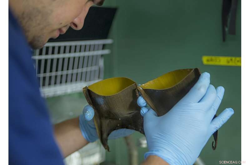 Deep-Sea Fish Harness Hydrothermal Vents to Incubate Eggs