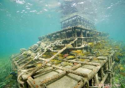 Advanced Coral Reef Restoration Protects Caribbean Islands