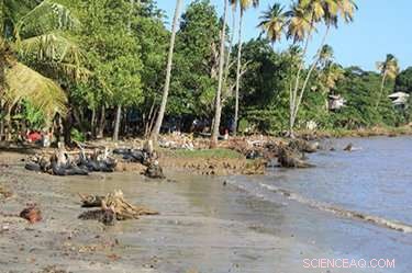 Advanced Coral Reef Restoration Protects Caribbean Islands