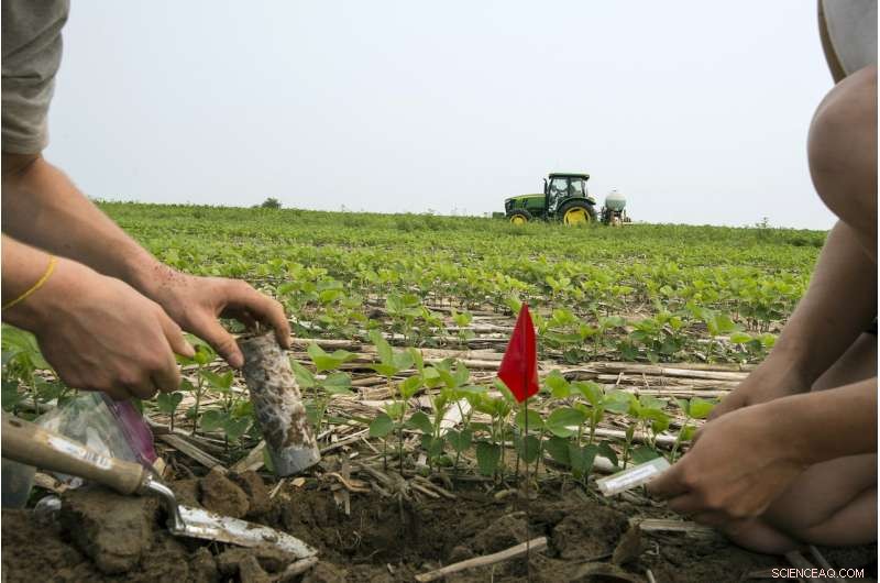 Cover Crops and the Nitrogen Life Cycle: Boosting Soil Fertility and Farm Sustainability
