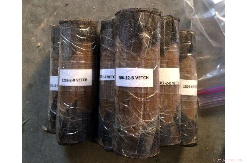 Cover Crops and the Nitrogen Life Cycle: Boosting Soil Fertility and Farm Sustainability