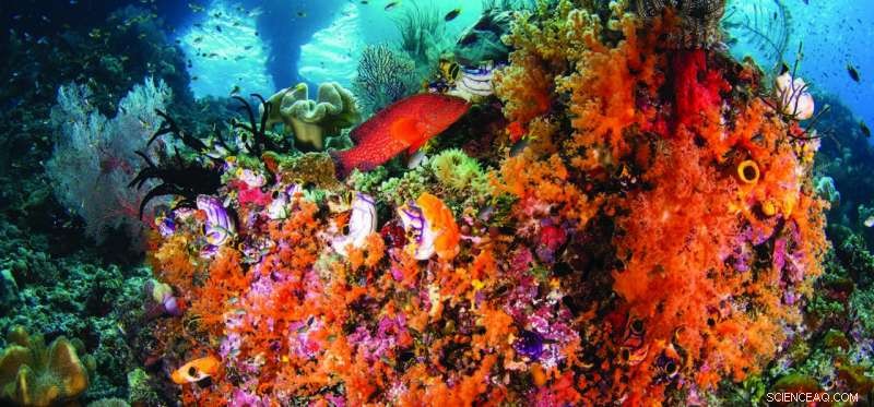 Satellite Monitoring Protects Coral Reef Health and Beauty