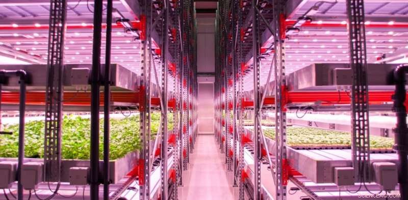 Urban Farming Without Soil or Light: How City Growers Innovate