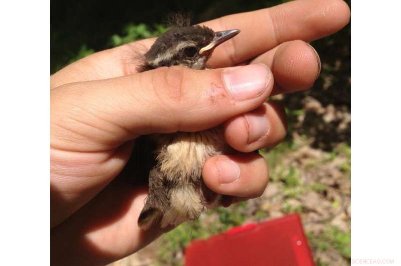 Fracking Linked to Lower Songbird Nesting Success in Central Appalachia
