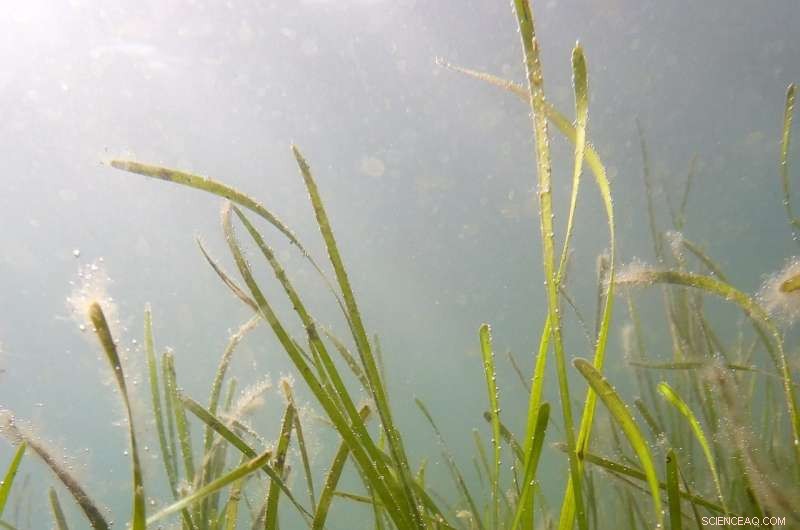 Sewage and Animal Waste Threaten UK Coastline: New Research Reveals Impact on Seagrass Meadows