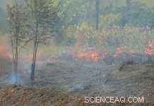 Forest Fires Now Lead Amazon Carbon Emissions Amid Droughts