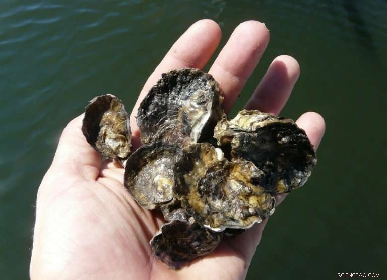 Australia’s Shellfish Reefs: Unveiling a Hidden Environmental Crisis