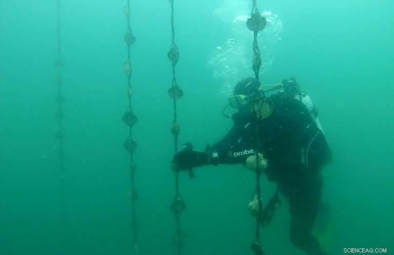 Australia’s Shellfish Reefs: Unveiling a Hidden Environmental Crisis