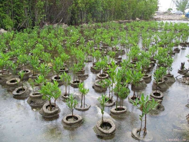 Safeguarding Our Shores Naturally: Mangroves as Coastal Defense