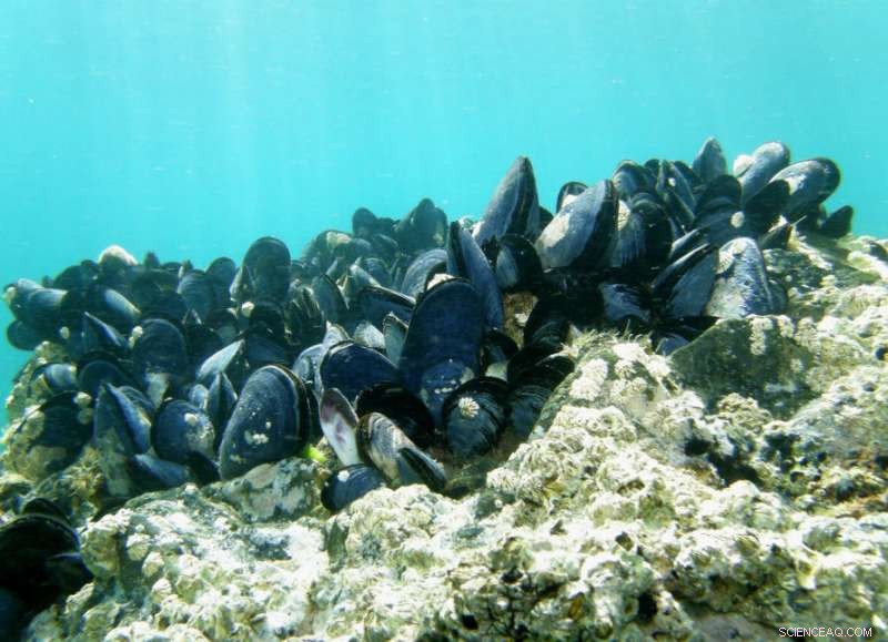 Safeguarding Our Shores Naturally: Mangroves as Coastal Defense