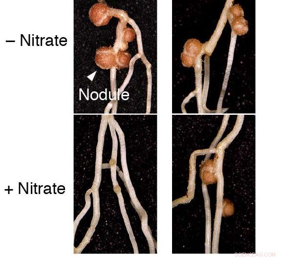New Research Illuminates Nitrogen Fixation Mechanisms in Plants