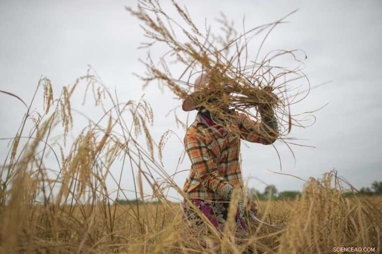 Myanmar Farmers Harness Smartphone Apps to Revolutionize Agriculture