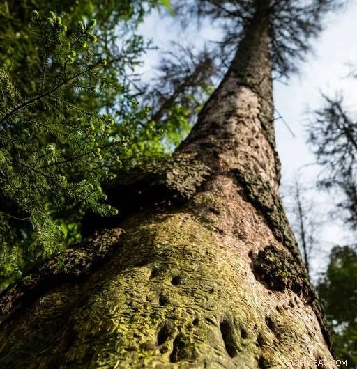 EU Court Advisor: Poland Violates Law by Logging in Europe s Last Primeval Forest