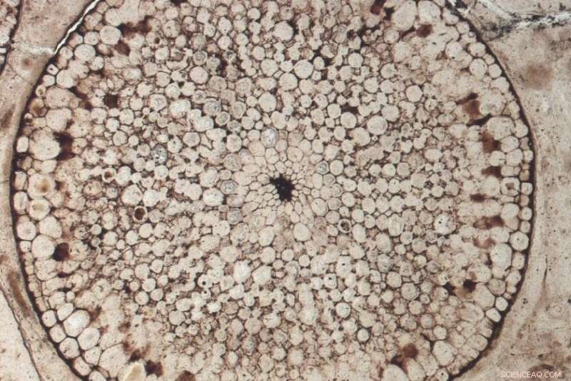 Plants Arrive on Earth 100 Million Years Earlier Than Previously Believed