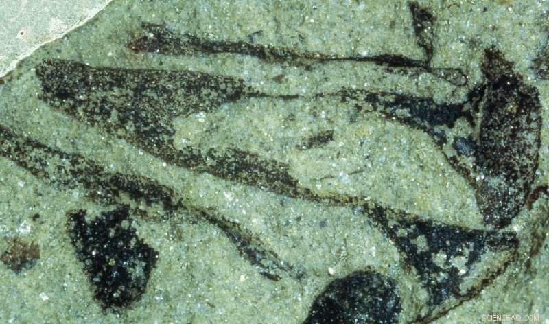 Plants Arrive on Earth 100 Million Years Earlier Than Previously Believed