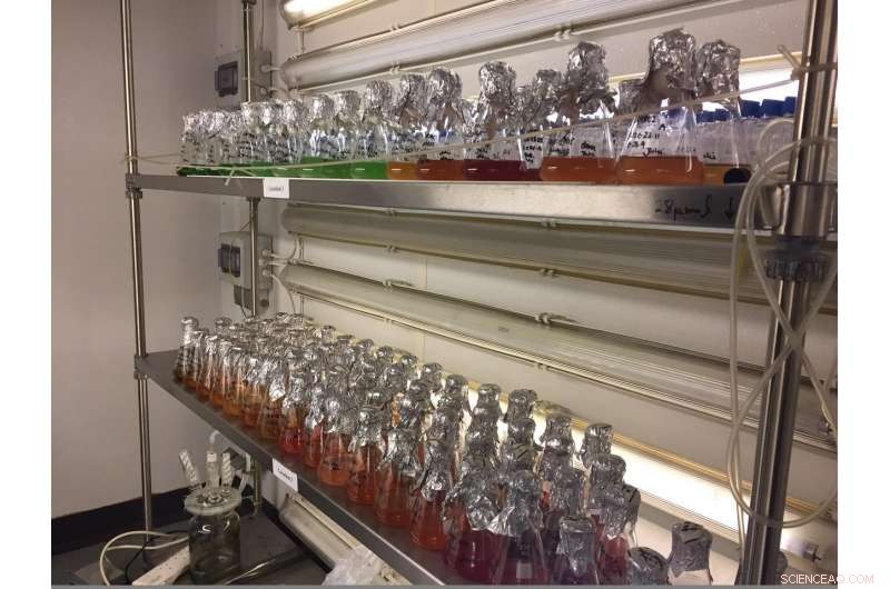 Oceanic Chameleon Bacteria Adapt by Color Change