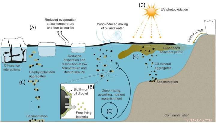 Arctic Microbes Face Tough Challenges Degrading Oil Spills