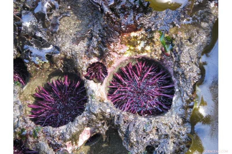 Sea Urchins Accelerate Reef Erosion by Excavating Pits