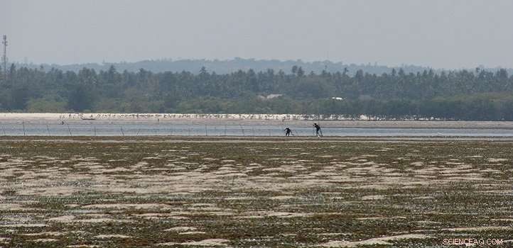 The Essential Role of Seagrass: Protecting Coastal Ecosystems & Fisheries