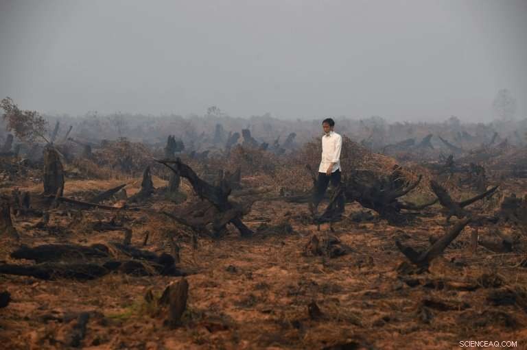 Indonesia Faces Surge of Forest Fires Amid Growing Environmental Concerns