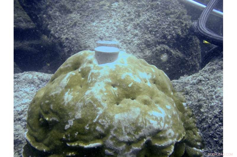 New Study Reveals Unexpected Ocean Warming Near Galapagos Corals