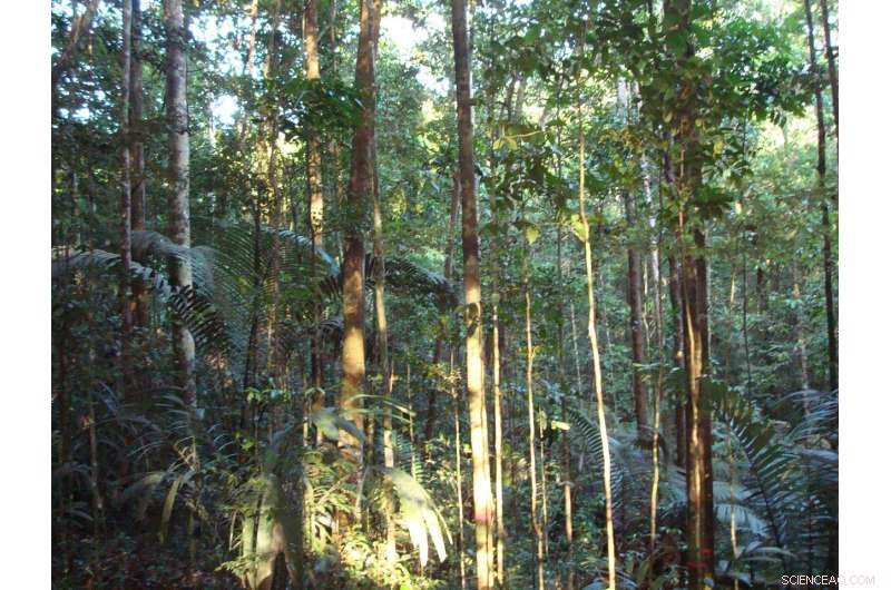 Amazonian Trees Employ Innovative Strategy to Withstand Drought