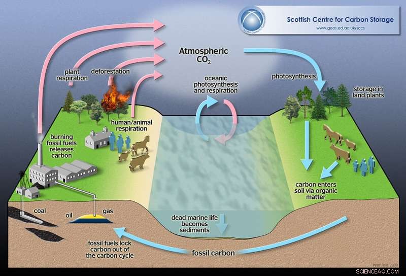 Amazonian Trees Employ Innovative Strategy to Withstand Drought