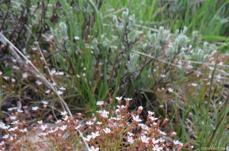 Climate Warming Drives Local Extinction of Rocky Mountain Wildflower Species – Boulder Study