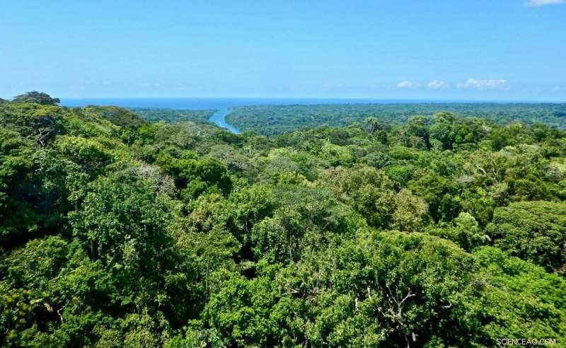 Understanding Seasonal Climate Patterns in the Amazon Rainforest