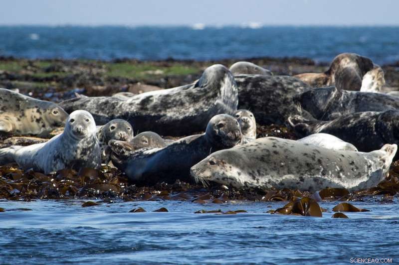 New Study Confirms Seals Consume Microplastics via Prey