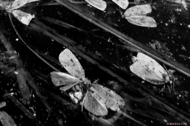 Moths in Mud: Unlocking Prehistoric Secrets