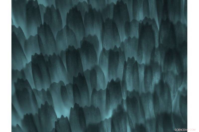 Moths in Mud: Unlocking Prehistoric Secrets