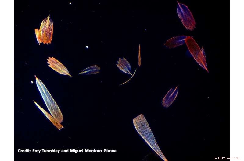 Moths in Mud: Unlocking Prehistoric Secrets