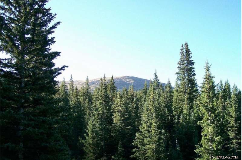 Drought and Shrinking Snowpack Endanger Rocky Mountain Spruce and Fir Trees