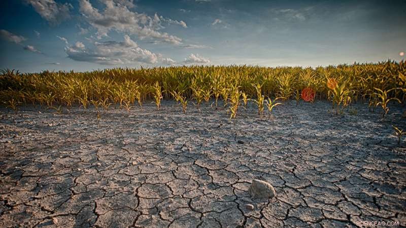 Natural Rainfall Variability Masks Climate Change Signals