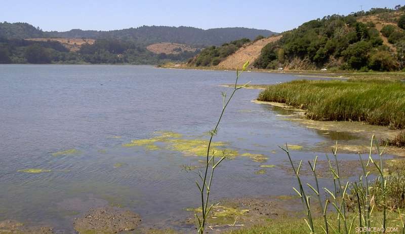 Study Finds Salt Marshes Face Extinction as Sea Levels Rise and Coastal Development Continues in California